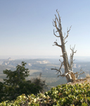 Bryce Tree and View